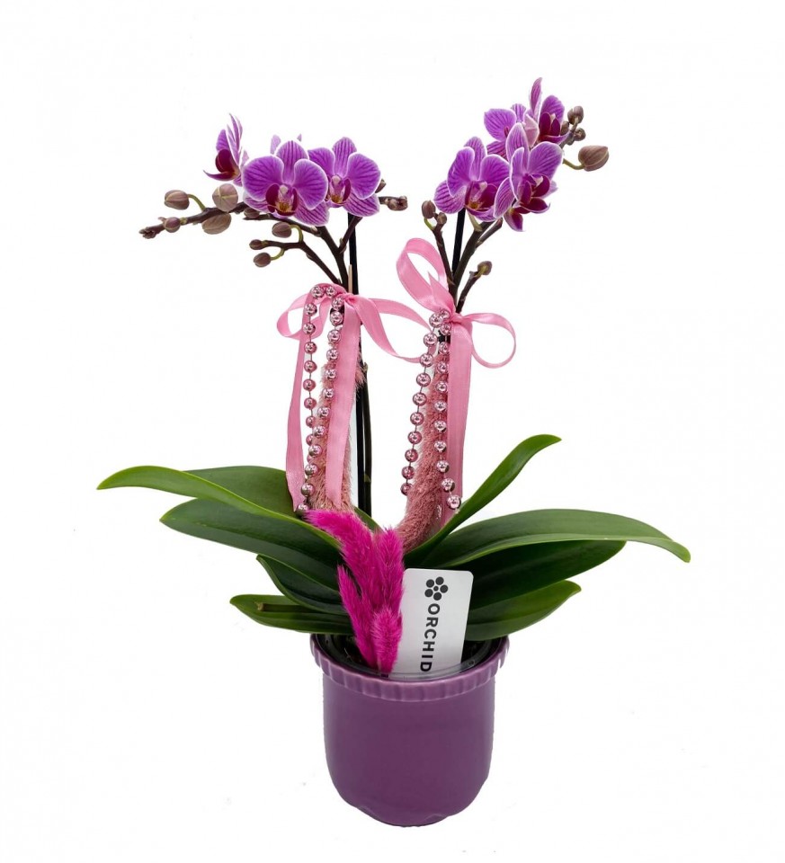 Midi Orkide - Mor İnci Pembe Orkide