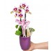 Midi Orkide - Mor Lily Dalmaçyalı Orkide