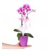 Midi Orkide - Mor Lily Pembe Orkide