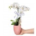 Midi Orkide - Pembe Lily Beyaz Orkide
