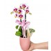 Midi Orkide - Pembe Lily Dalmaçyalı Orkide