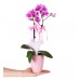Midi Orkide - Pembe Lily Pembe Orkide