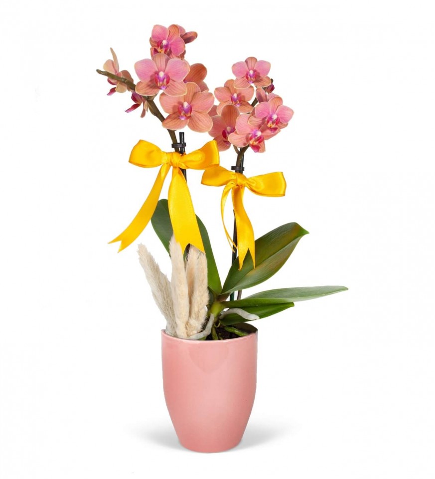 Midi Orkide - Pembe Lily Turuncu Orkide