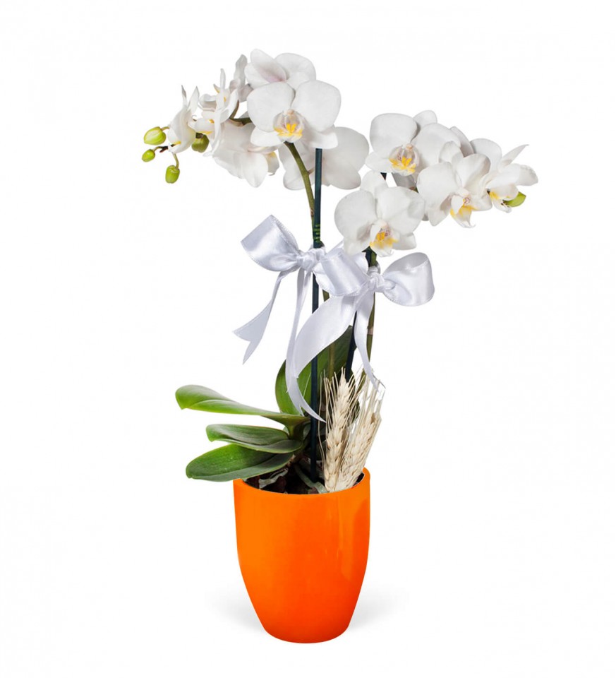Midi Orkide - Turuncu Lily Beyaz Orkide