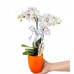 Midi Orkide - Turuncu Lily Beyaz Orkide