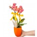 Midi Orkide - Turuncu Lily Turuncu Orkide