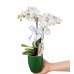 Midi Orkide - Yeşil Lily Beyaz Orkide