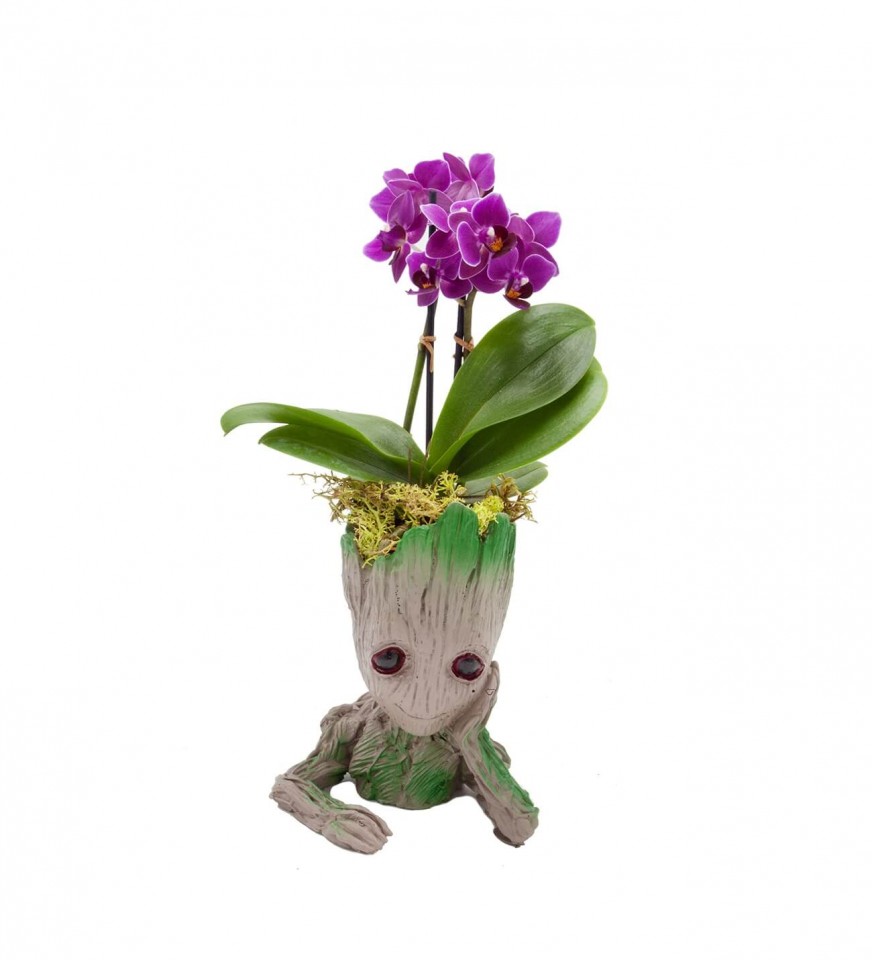 Mini Orkide - Groot 
