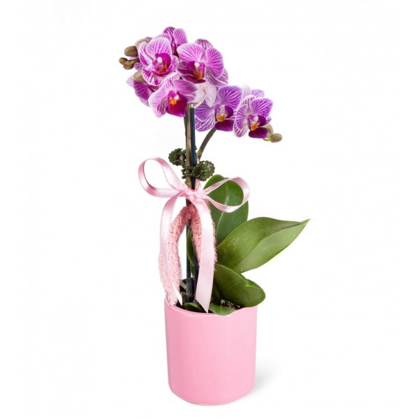 Mini Orkide - Pembe Lily Tek Dal