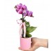 Mini Orkide - Pembe Lily Tek Dal
