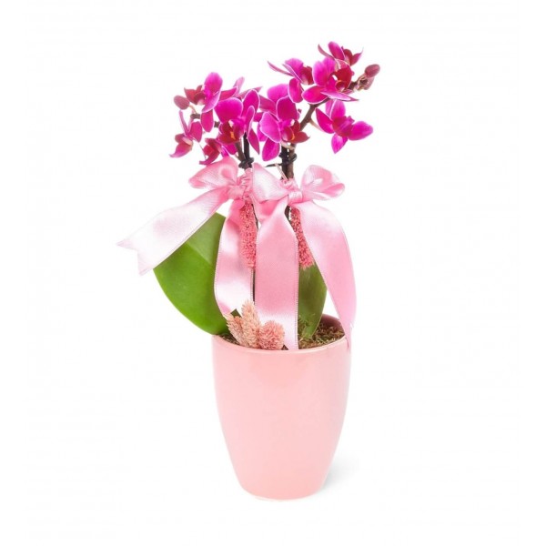 Mini Orkide - Pembe Sweet Lily  