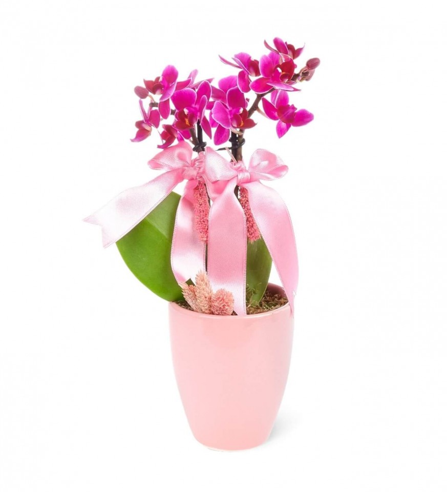Mini Orkide - Pembe Sweet Lily  