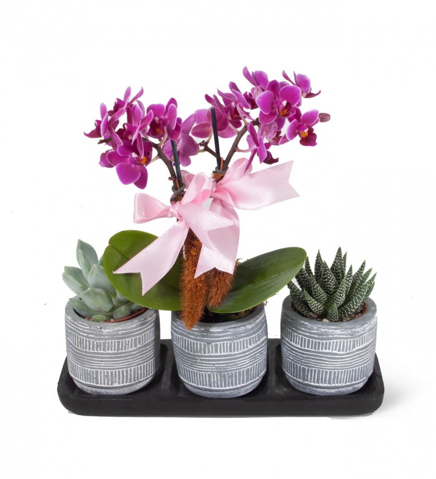 Mini Orkide - Sukulent Gri Trio