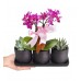 Mini Orkide - Sukulent Siyah Trio