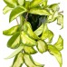 Mum Çiçeği - Hoya Krimson Queen Yeşil Nora 