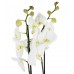 Orkide - Beyaz 2 Dal 