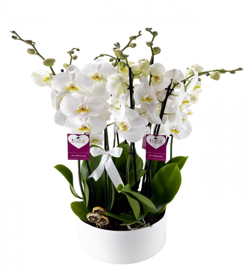 Orkide - Beyaz Orkide Diana 