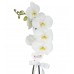 Orkide - Beyaz Tek Dal