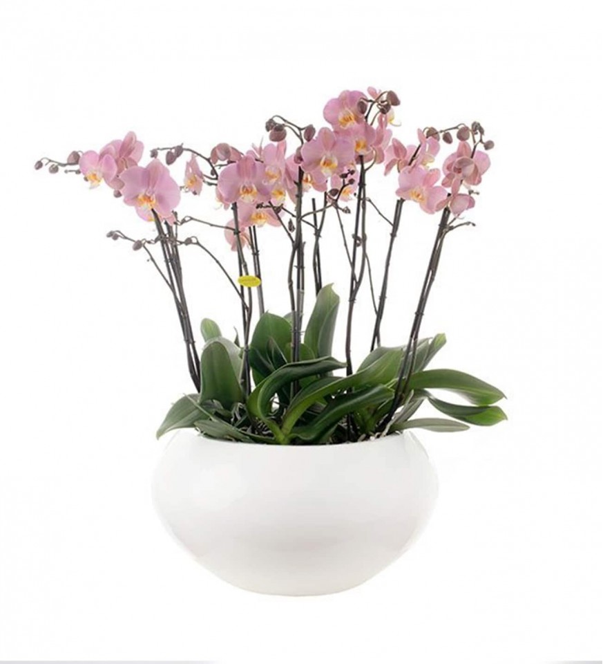 Orkide - Pembe Orkide Diana 