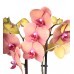 Orkide - Turuncu 2 Dal 