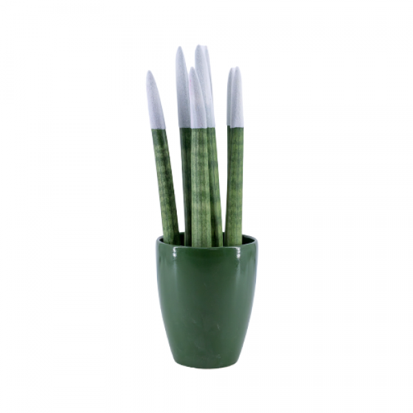 Paşa Kılıcı - Beyaz Sansevieria - Yeşil Lily