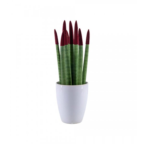 Paşa Kılıcı - Bordo Sansevieria Beyaz Lily