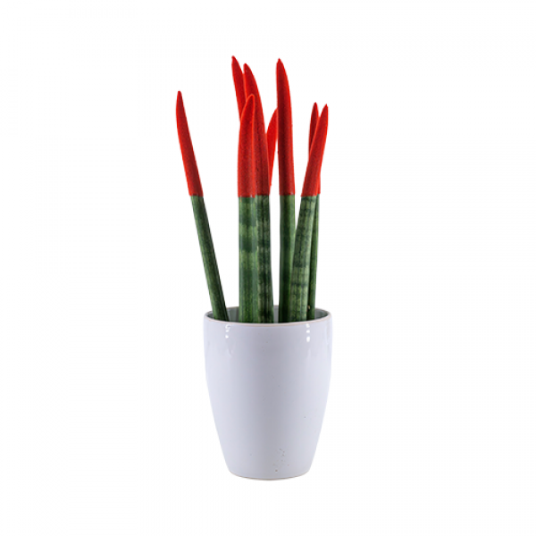 Paşa Kılıcı - Kırmızı Sansevieria Beyaz Lily