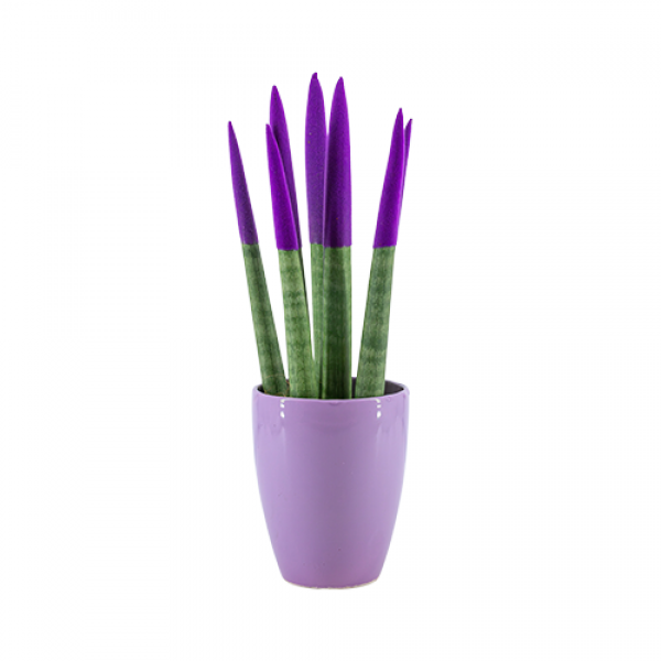 Paşa Kılıcı - Mor Sansevieria Mor Lily 