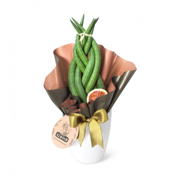 Paşa Kılıcı - Örgülü Sansevieria Cylindrica Beyaz Lily 