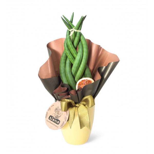 Paşa Kılıcı - Örgülü Sansevieria Cylindrica Sarı Lily 