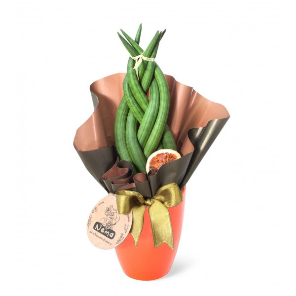 Paşa Kılıcı - Örgülü Sansevieria Cylindrica  Turuncu Lily 