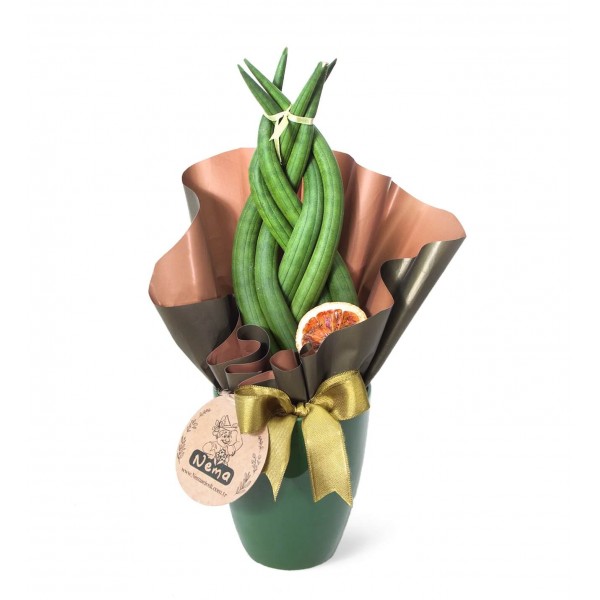 Paşa Kılıcı - Örgülü Sansevieria Cylindrica Yeşil Lily