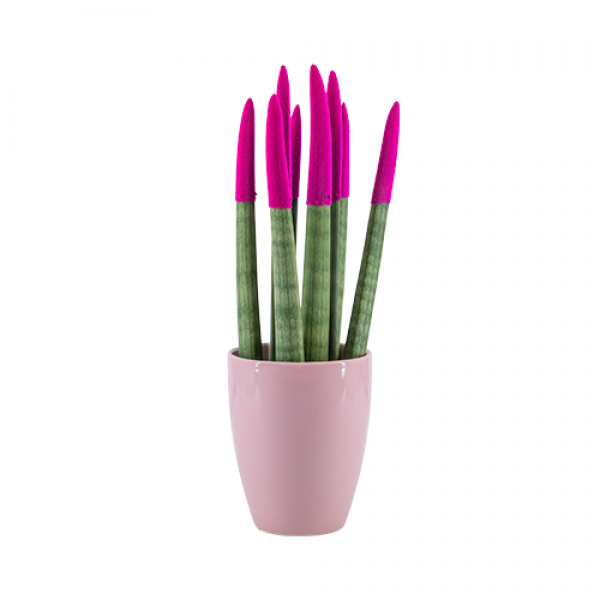 Paşa Kılıcı - Pembe Sansevieria - Pembe Lily