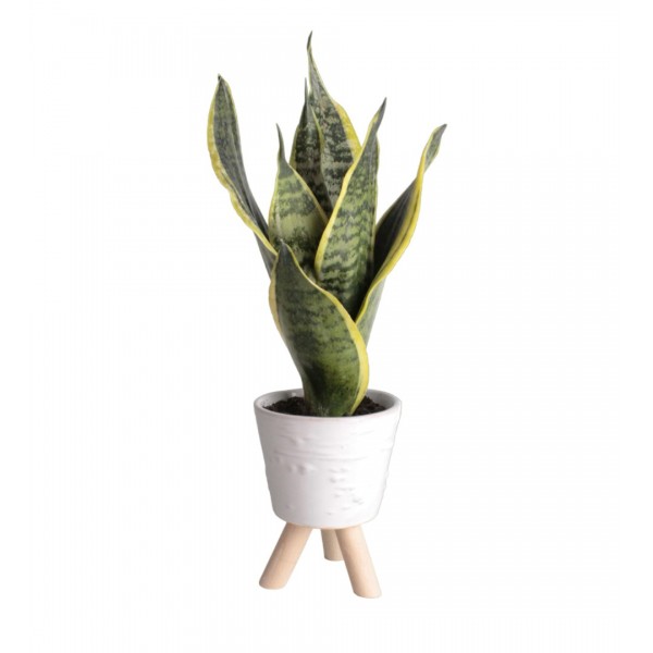 Paşa Kılıcı - Sansevieria Beyaz Zoe 