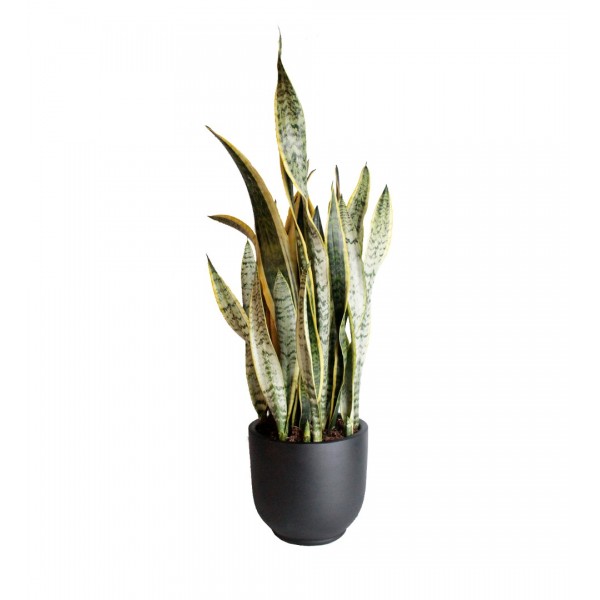 Paşa Kılıcı - Sansevieria Laurentii Black