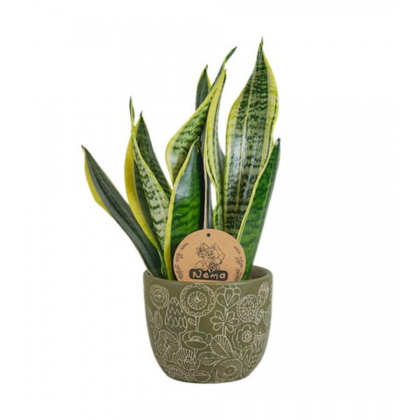 Paşa Kılıcı - Sansevieria Laurentii Yeşil Anna