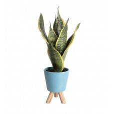 Paşa Kılıcı - Sansevieria Mavi Zoe 