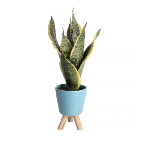 Paşa Kılıcı - Sansevieria Mavi Zoe 