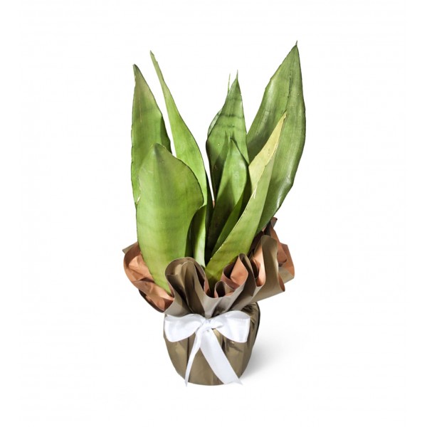 Paşa Kılıcı - Sansevieria Moonshine 