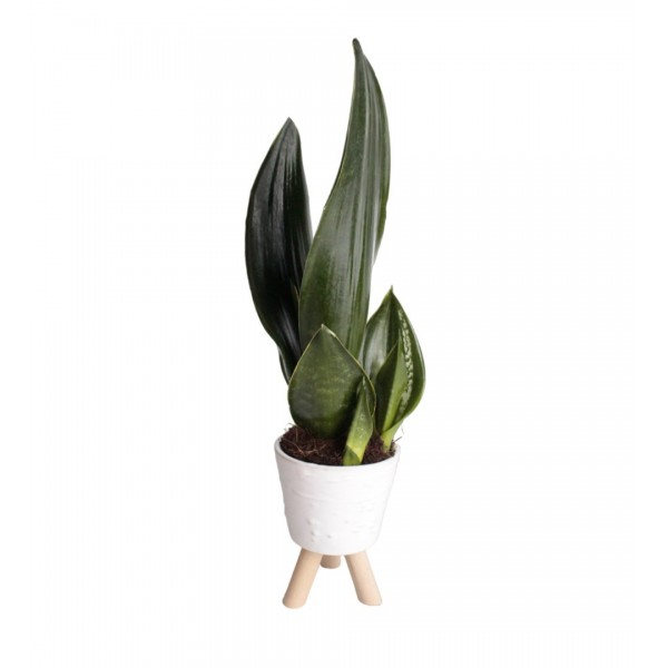 Paşa Kılıcı - Sansevieria Trifasciata Beyaz 