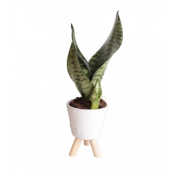 Paşa Kılıcı - Sansevieria Trifasciata Kırçıllı Beyaz Zoe 