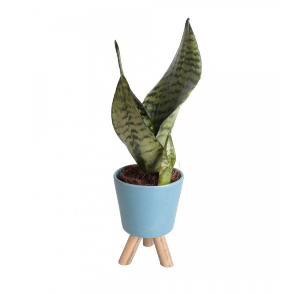 Paşa Kılıcı - Sansevieria Trifasciata Kırçıllı Mavi Zoe 