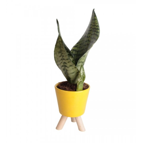 Paşa Kılıcı - Sansevieria Trifasciata Kırçıllı Sarı Zoe 