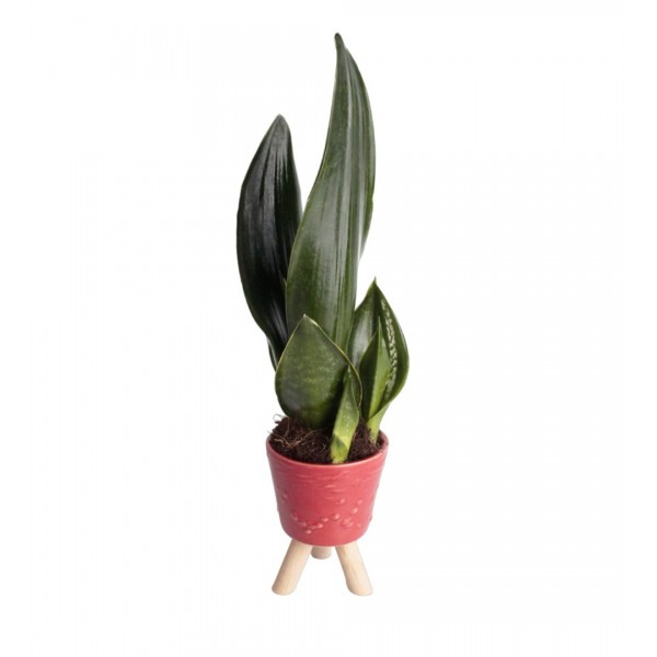 Paşa Kılıcı - Sansevieria Trifasciata Kırmızı Zoe 