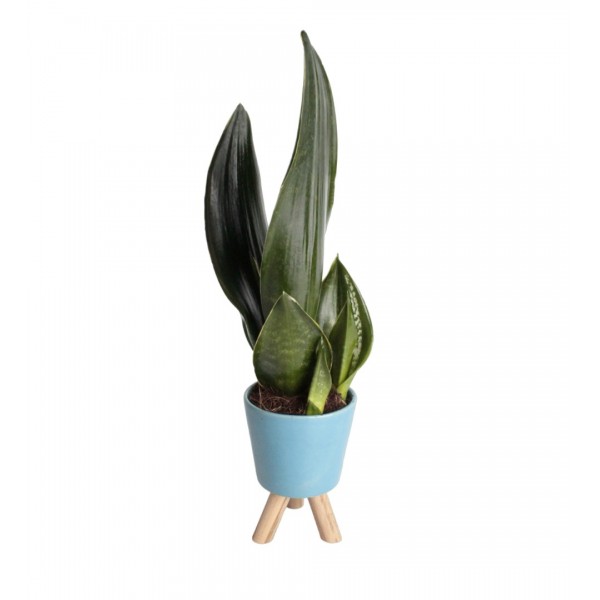 Paşa Kılıcı - Sansevieria Trifasciata Mavi Zoe 