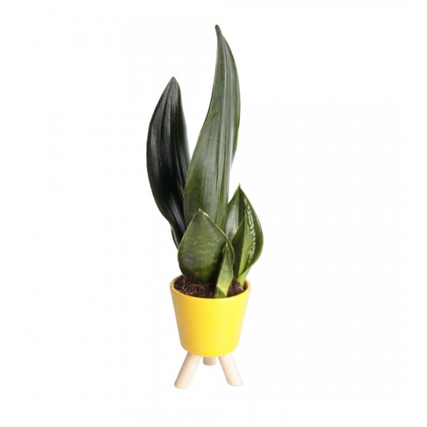 Paşa Kılıcı - Sansevieria Trifasciata Sarı Zoe 