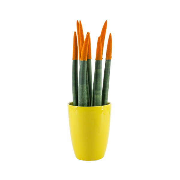 Paşa Kılıcı - Turuncu Sansevieria - Sarı Lily