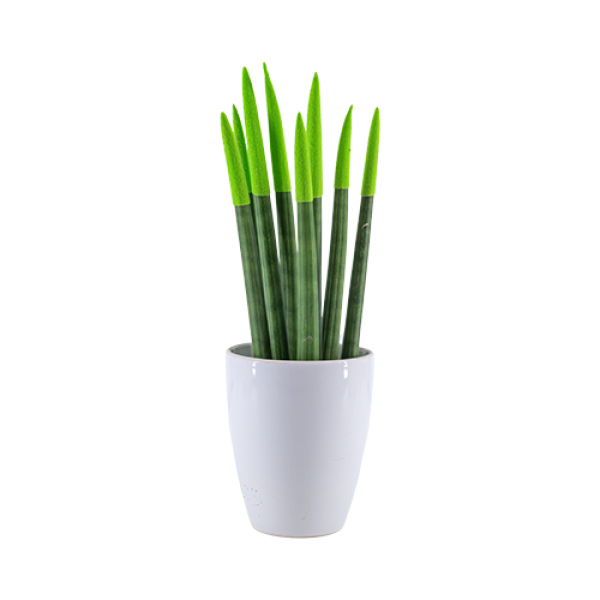 Paşa Kılıcı - Yeşil Sansevieria Beyaz Lily