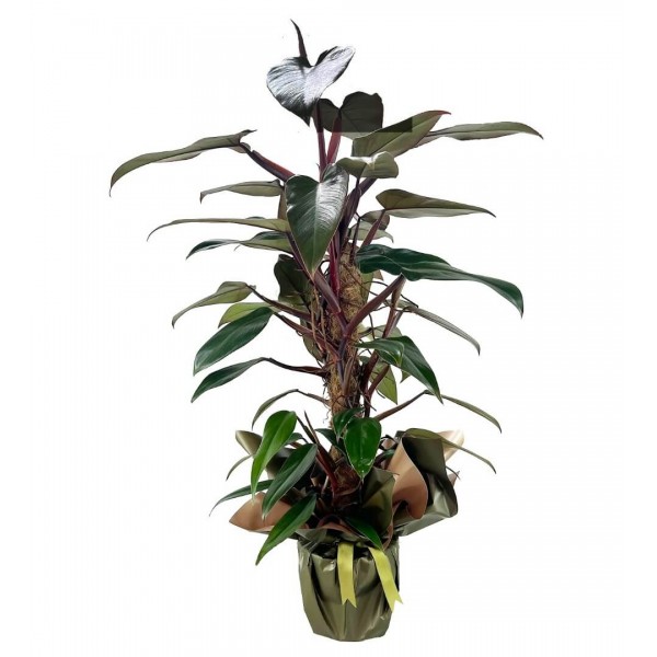 Salon Sarmaşığı - Philodendron Mandaianum