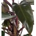 Salon Sarmaşığı - Philodendron Mandaianum